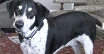Hilarious 'Talking' Dog Really Wants A New Kitten