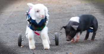 Frostie The Snow Goat Takes On The Big City - So Adorable!