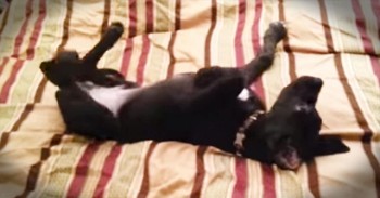 This Pup’s Alarm Went Off WAY Too Early This Morning – I Know The Feeling!