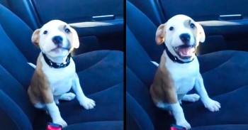 I Think He's Trying To Say 'Are We There Yet?' - But All I Hear Is 'I'm The Cutest Dog EVER'