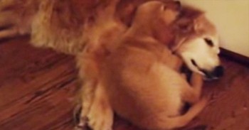 He Was Having A Bad Dream, So This Pup Did 1 Incredibly HEART-MELTING Thing