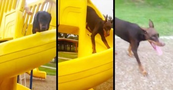 It Only Took 13 Seconds For This Pup To Completely SHOCK Me – I Never Saw That Coming!