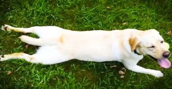 This Pup Has The CUTEST Way Of Hitting The ‘Brakes!’ – Get Ready To LOL