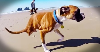 This Boxer May Look Different, But He’s Completely AMAZING In Every Way – How Inspiring!
