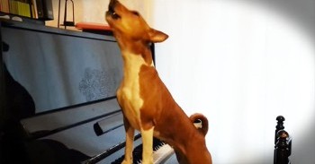 You’ll Be HOWLING With Delight When You Hear This Pup And His INSANE Talent