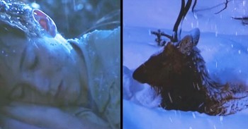 He Was Going To Die Of Hypothermia, Until These DEER Did Something Extraordinary