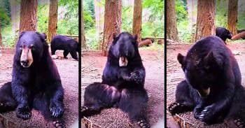 You'll Be BUBBLING With Delight When You See What's Got This Bear's Attention!
