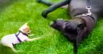 This Battle Of David And Goliath Has To Be The CUTEST Ever!