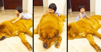 This Gentle Giant And His Little Human Are About To Completely ANNIHILATE Your Heart - AWW!