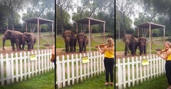 These Elephants Sure Do Appreciate Classical Music. Serious Cuteness Overload!