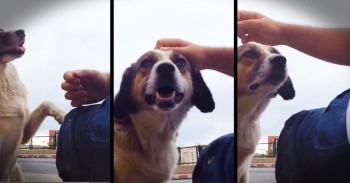 This Homeless Dog Wasn't Looking For Food. He Was Looking For Something Even MORE Heartbreaking