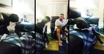 I’ve Never Called A Temper Tantrum Cute – Until I Saw This Great Dane And His 'Lovies.' LOL!