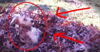 This Pup Just Took The Old Needle In A Haystack To The NEXT Level. And It’s AWESOME!