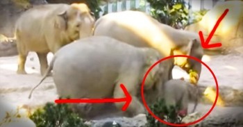 This Baby Elephant Was In Need. And Momma And Her Friends Didn’t Waste A Second. AWW!
