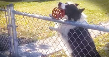 This Pup Just Figured Out The The CLEVEREST Way To Play Fetch. And I'm STILL LOLing!