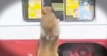 I Scream, You Scream, Even The DOG Screams For Ice Cream! LOL!