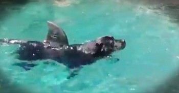 There's Something Lurking In The Water. And It's Terrifyingly ADORABLE!