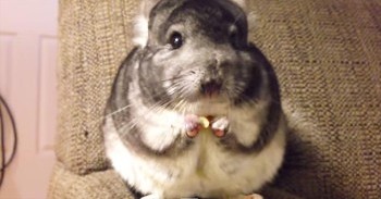 Apparently, This Chinchilla Was A Little Hungry. And It's Completely ADORABLE!