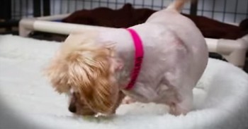 After 9 Years In A Wire Cage, This Pup Gets A Bed For The 1st Time. I'm Crying Tears Of Joy!