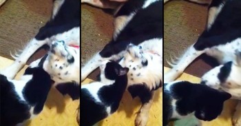 Okay, I've Seen A Dog Ask His Human For More Loving, But Never Seen 1 Ask The CAT! LOL!