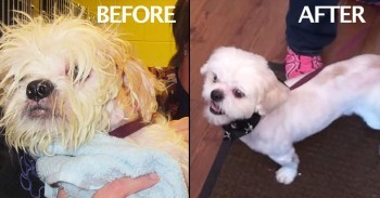 Local Animal Shelter Is Given Extreme Makeover To Help Dogs Get Adopted