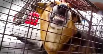 Abandoned German Shepherd Seems Vicious Until He’s Shown Real Love