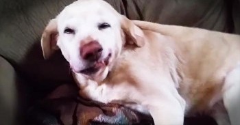 Guilty Dog Tries To Hide After Eating Christmas Tree Ornaments