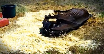 Neglected Horse Gets A Second Chance At Life