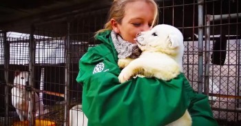 Incredible Rescue Saves Dogs From Meat Farm