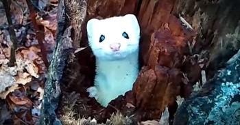 Adorable Ermine Plays Peek-A-Boo In Tree