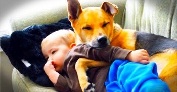 Adorable Dog Watches Over His Little Human Who Doesn't Feel Well