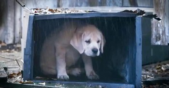 Heartfelt Ad Follows Lost Dog’s Journey Home To Best Friend