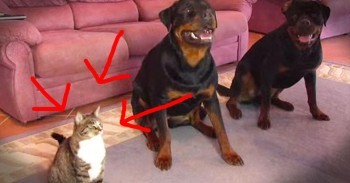 Copy Cat Performs Tricks Just Like Her Doggy Friends