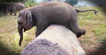 Clumsy Baby Elephant Will Make Your Entire Day!