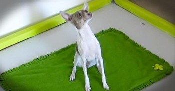 River Dancing Dog Will Give You The Biggest Smile