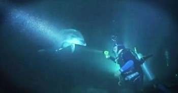 Divers Rescue Bottlenose Dolphin
