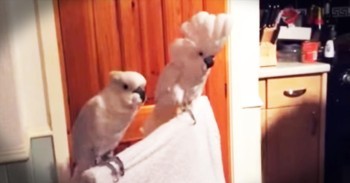 Cockatoo Loves Elvis
