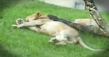 Former Circus Lion Feels Grass For The First Time