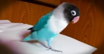 Energetic Parrot's Irish Dance Will Steal Your Heart