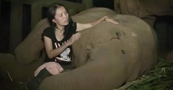 Caretaker Sings Lullaby To Rescued Elephant
