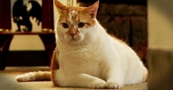 Rescue Cat Saves Owner’s Life After Heart Attack