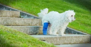 Injured Pup's Cast Was Holding Him Back. Until His Human Does Something AMAZING!