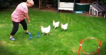 3 Chickens Will Crack You Up With Obstacle Course Skills