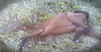 Mother And Daughter Make A Heartbreaking Discovery On The Side Of The Road