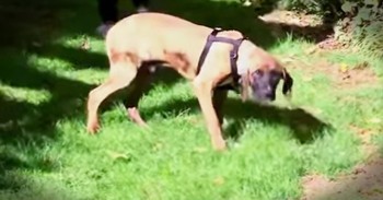 Caged Dog Feels Grass For The First Time