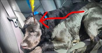 Dog Shot With An Arrow Gets Forever Home