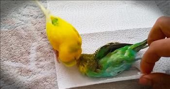 Heartbroken Parakeet Refuses To Let Go At Friend's Funeral