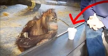 Orangutan Is Mesmerized By Magic Trick