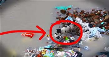 Mother Dog Jumps In Flood Waters To Save Puppies