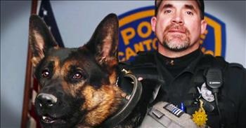 Hero Dog Sacrifices Himself For Partner – So Many Tears!
